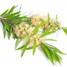 Tea tree hydrolat, 250ml Australia thumbnail