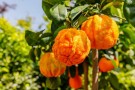 30ml Petitgrain - Clementinblad (Citrus aurantium) Paraguay thumbnail