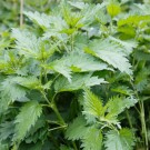 Brennesle ekstrakt, 60 ml  thumbnail