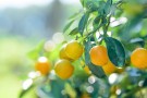 30ml Appelsin søt (citrus sinensis) kaldpresset, Spania thumbnail