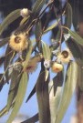 Eucalyptus smithii tre thumbnail
