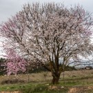 Mandel kaldpresset fra Spania 125ml thumbnail