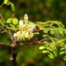 Moringa (Moringa oleifera), India 250 ml thumbnail