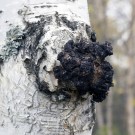 Chaga te med ingefær 60g thumbnail