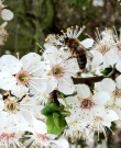 Cherry Plum (kirsebærplomme) blomstermedisin thumbnail