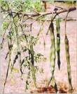 Moringa (Moringa oleifera), India 125ml thumbnail