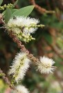 10ml Cajuput (Melaleuca cajuputi) Australia thumbnail