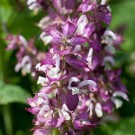 10ml Muskatellsalvie (salvia sclarea) USA thumbnail