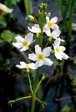 Water violet (vassfjær), blomstermedisin