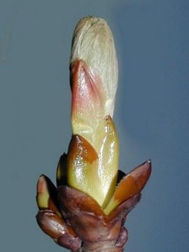 Chestnut Bud (Hestekastanje - knopp) blomstermedisin