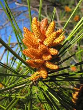 Pine (furu) blomstermedisin