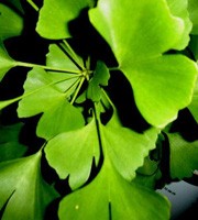 Ginkgo bedre hukommelse, tilstedeværelse