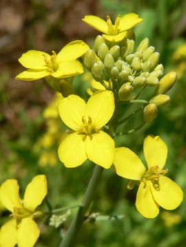 Mustard (åkersennep) blomstermedisin