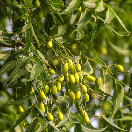 Neem 