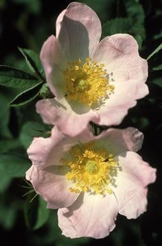 Wild rose (steinype), blomstermedisin