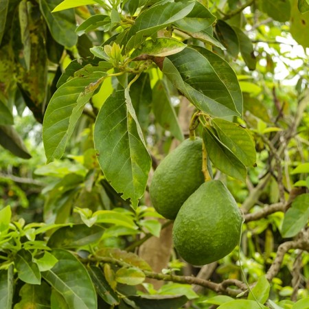Avokado kaldpresset 
