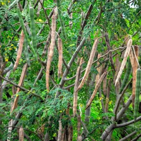 Moringa