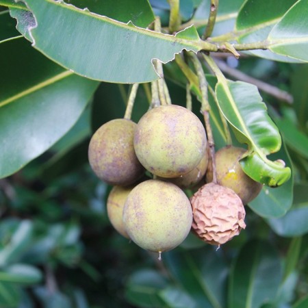 Tamanu kaldpresset