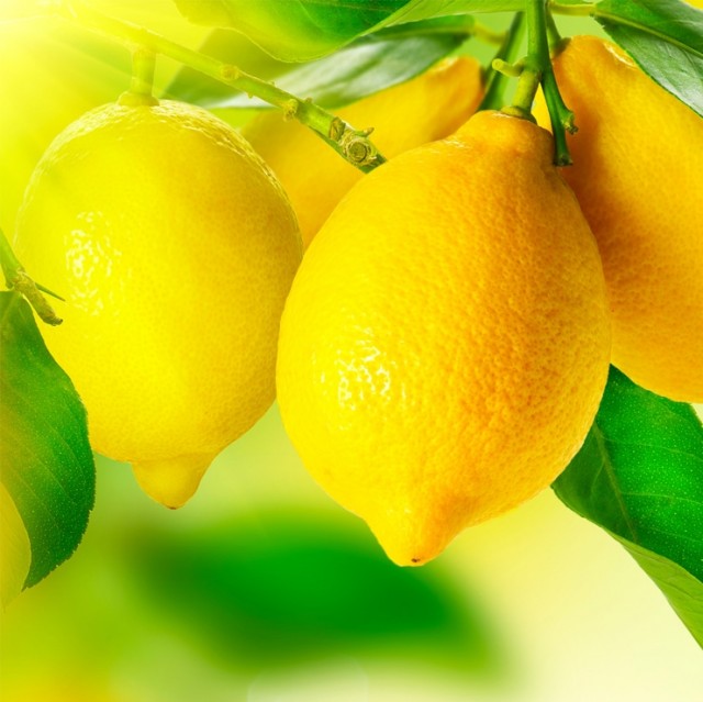 Sitron frukt på treet