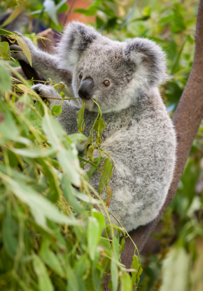 eukalyptus spisende panda eukalyptus spisende panda