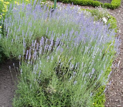 rosmarin plante rosmarin plante